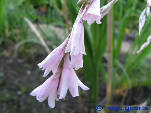 Dierama cooperi